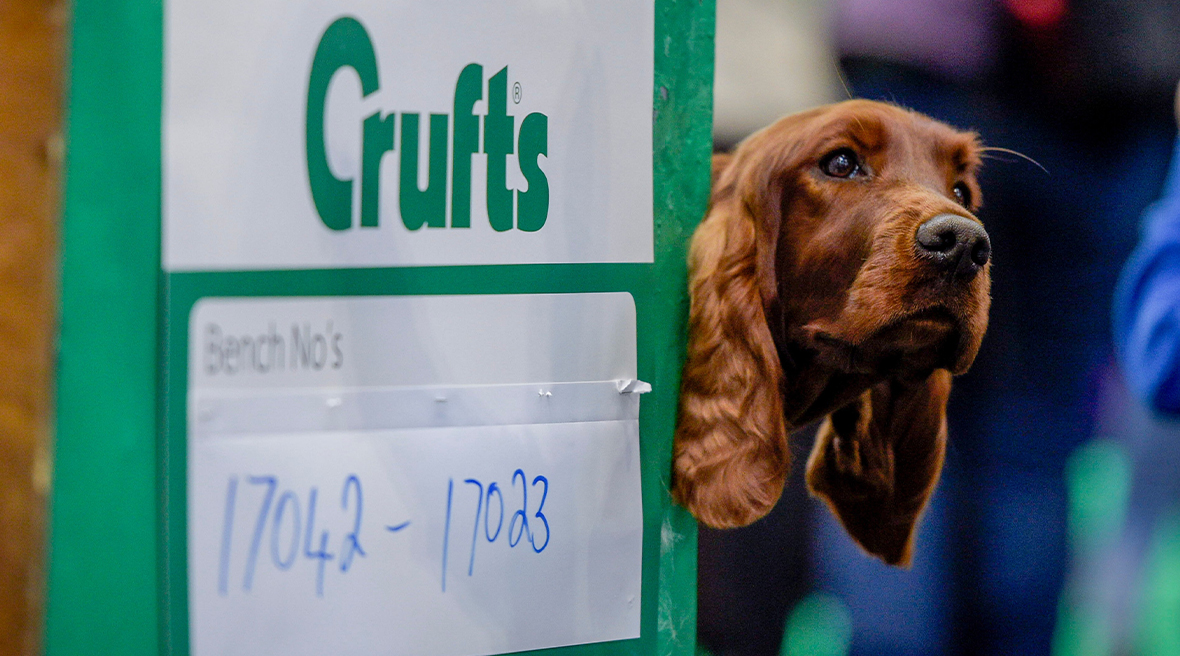 Bruine setter-achtige hond poseert bij een bord van Crufts